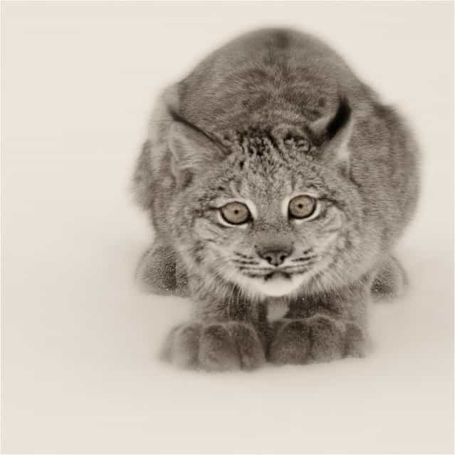 [To Pounce Or Not To Pounce]. Canadian Lynx Study.