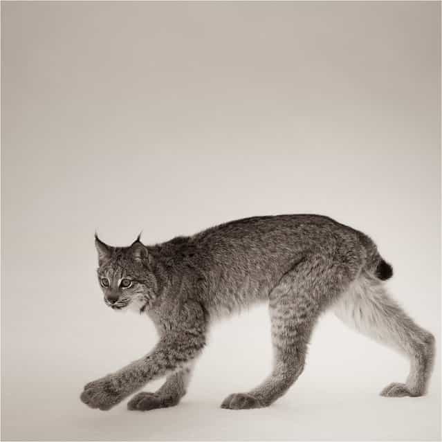 [Strolling]. Canadian Lynx Study.