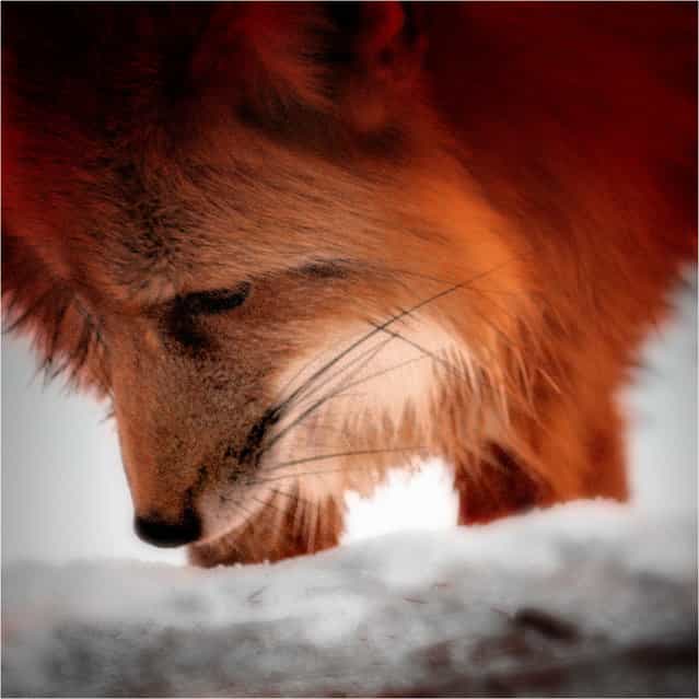 [Study Of Red Fox #2].