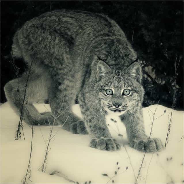 [I Want To Be Your Valentine]! Canadian Lynx Study #5.
