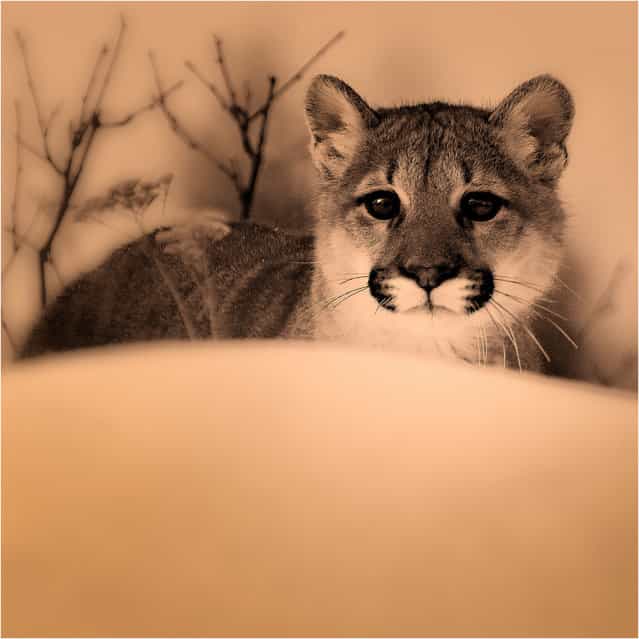 [Eyes Of Young Predator]. Young Mountain Lioness Study.