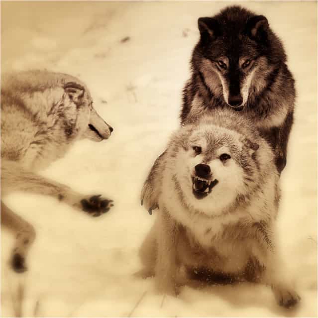 [The Good, the Bad and the Ugly]. Timber wolf study.