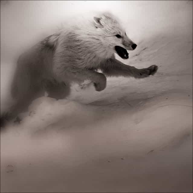 Arctic Wolf Study.