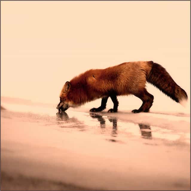 [Red]. Study of Red Fox.
