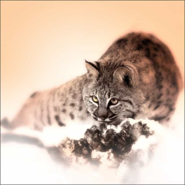 [Patience]. Study of a young female siberian lynx.