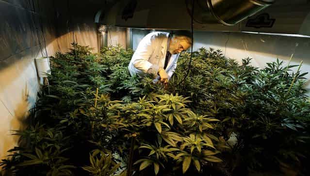 Jake Dimmock, co-owner of the Northwest Patient Resource Center medical marijuana dispensary, works with flowering plants in a grow room in Seattle, November 7, 2012. After voters weighed in on election day, Colorado and Washington became the first states to allow legal pot for recreational use, but they are likely to face resistance from federal regulations. (Photo by Ted S. Warren/Associated Press)