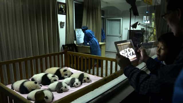 Visitors take photos of seven panda cubs, all born in 2012, through a window at the Chengdu Panda Base in Chengdu, in southwestern China's Sichuan province, October 30, 2012. (Photo by Associated Press)