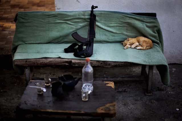A cat sleeps next to a Kalashnikov weapon at a Hamas security check point in Gaza City, October 30, 2012. (Photo by Bernat Armangue/Associated Press)