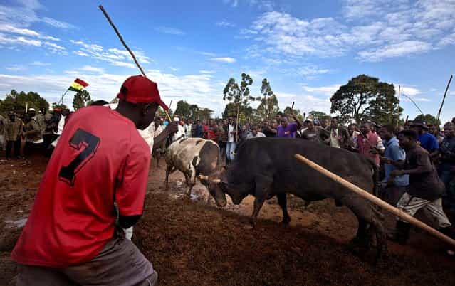 A crowd of spectators encircles two fighting bulls at a bullfight in Khayega, Kenya, November 3, 2012. The traditional bullfights go back generations and are a matter of pride and prestige for the bull-owners, taking place each weekend and featuring two highly-prized bulls from different villages fighting each other until one flees in defeat, after having been fed a secret herbal concoction during the preceding day which often includes marijuana, known locally as bhang. (Photo by Ben Curtis/Associated Press)