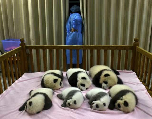 The Panda class of 2012 lays asleep at the Chengdu Panda Base in Chengdu, in southwestern China’s Sichuan province, October 30, 2012. These seven cubs are the latest of 124 giant panda cubs who have been born at Chengdu Base since it’s establishment in 1987. The Base had 85 litters with the total of 124 cubs, of which 88 survived, and 83 are still at the Base. (Photo by China Press/AP Photo)