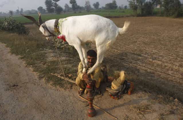 The goats are known to be good climbers, but this one is taking the climbing thing to a whole new level. It clambered on the tip of its owner’s stick, as a part of the roadside performance for a quick coin, on the outskirts of Faisalabad, Pakistan, November 5, 2012. (Photo by Fayyaz Hussain/Reuters)