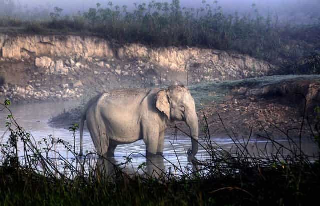 A wild Asiatic elephant basks the winter morning sun on the opening day of the tourist season in the Kaziranga National Park, about 250km from Guwahati city, India, 1 November 2012. The park was reopened for tourists on 01 November after two floods. (Photo by EPA/STR)