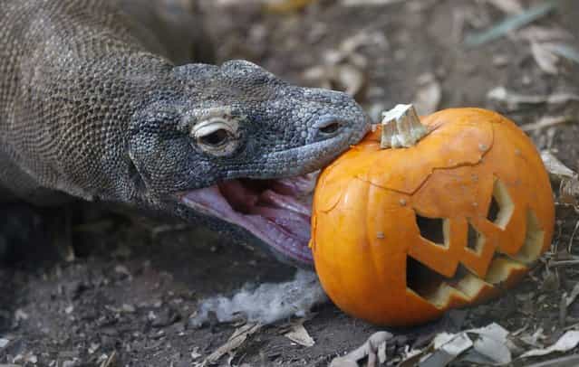 Raja, a Komodo Dragon, bites a carved pumpkin during a Halloween-themed media event at the London Zoo October 30, 2012. Raja appears as himself in the latest James Bond film [Skyfall]. (Photo by Suzanne Plunkett/Reuters)