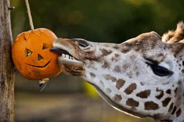 A giraffe licks a pumpkin containing feed during a Halloween event for the media at London Zoo, October 30, 2012. (Photo by Matt Dunham/Associated Press)