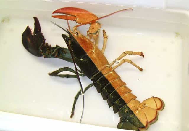 A one-pound female lobster, known as a [split], that was caught by a Massachusetts fisherman and arrived at the aquarium in Boston, October 31, 2012. Officials say such rare Halloween coloration is estimated to occur once in every 50 million lobsters. (Photo by Emily Bauernseind/New England Aquarium)