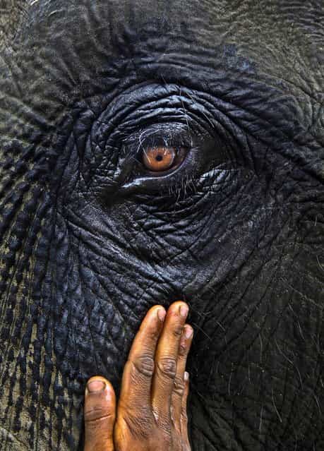 A handler applies mustard oil around an elephant's eye before safari rides for tourists at the Pobitora National Park, east of Gauhati, India, November 2, 2012. (Photo by Anupam Nath/Associated Press)