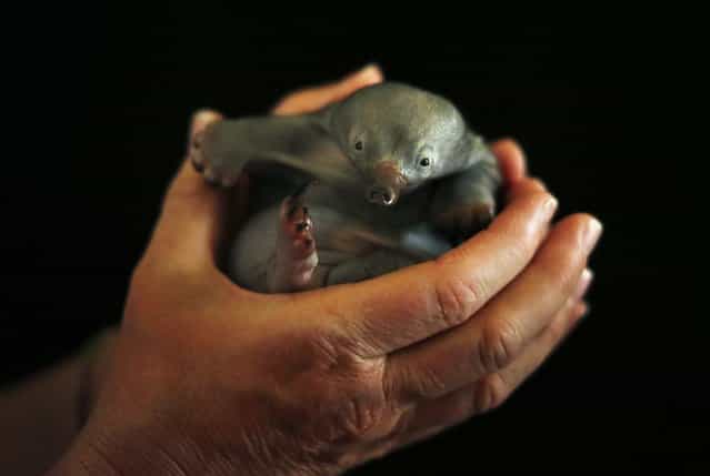 Bo, a 55-day-old baby Echidna known as a puggle, rests in the hands of vet nurse Annabelle Sehlmeier at Taronga Zoo in Sydney November 1, 2012. The puggle was bought to the Zoo after it being found by itself on a walking track north of Sydney and will be fed by hand until it is weaned at about six months of age. (Photo by Tim Wimborne/Reuters)