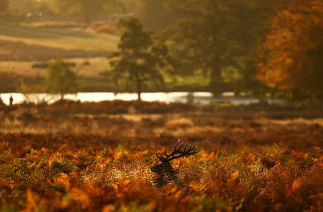 A red deer stag looks for food in a bracken thicket after sunrise in Richmond Park on October 27, 2012 in London, England. Richmond Park is the largest of the capital's Royal Parks and home to 630 red and fallow deer. (Photo by Dan Istitene)