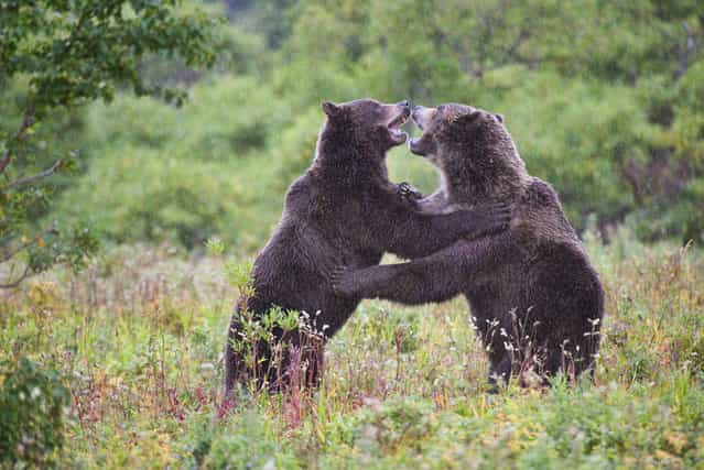 Bears. Kuril lake, Kamchatka, Russia