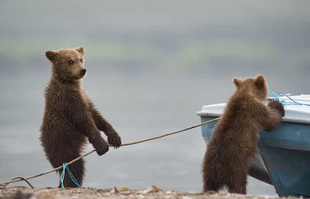 Bears. Kuril lake, Kamchatka, Russia