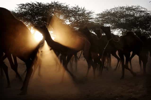 A herd of camels are lead to the Pushkar Fair in Pushkar, India, November 22, 2012. The annual camel and livestock fair attracts thousands of livestock dealers who deal in camels, horses, and cattle. (Photo by Kevin Frayer/Associated Press)