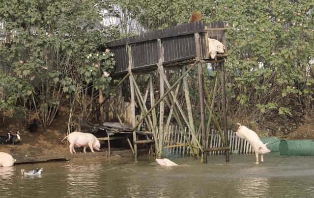 A pig dives into the water in Ningxiang county, Hunan province November 11, 2012. Villager Huang Demin drives his pigs to dive into the water from a 3-metre-high platform at least once a day, believing that the diving exercises would improve the quality and taste of the meat. He would later sell the meat of his pigs at three times higher than market prices, local media reported. (Photo by Stringer/Reuters)