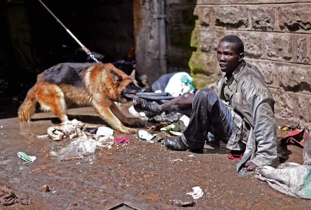 A suspected looter is restrained by a policeman with a dog in the somali district of Eastleigh in Nairobi on November 19, 2012. Police used tear gas and fired into the air to contain the violence which erupted after a bomb exploded in Eastleigh on November 18 2012 killing seven people and wounding many more. Kenyan residents in Eastleigh turned on Somalis and attacked their shops and stalls, accusing them of being responsible for the bomb. (Photo by Carl De Souza)
