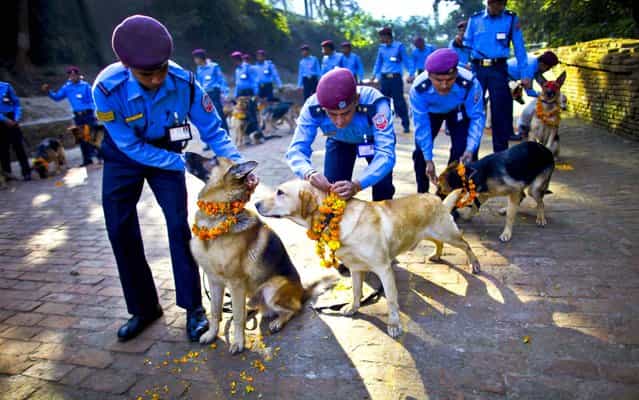 Police officers decorate their dogs with vermillion powder and flower garlands during Tihar festival celebrations at a police kennel division in Katmandu, Nepal, November 13, 2012. Dogs are worshipped to acknowledge their role in providing security for the festival, one of the most important Hindu festivals dedicated to the worship of the Goddess of wealth Laxmi. (Photo by Niranjan Shrestha/Associated Press)