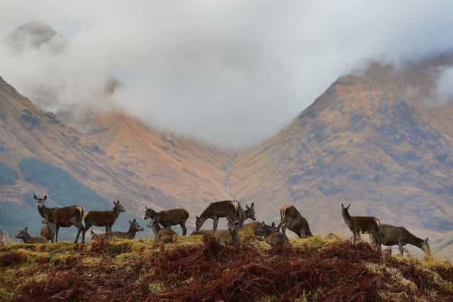 Red deer graze as the rutting season draws to a close on November 8, 2012 in Glen Etive, Scotland. (Photo by Jeff J. Mitchell)