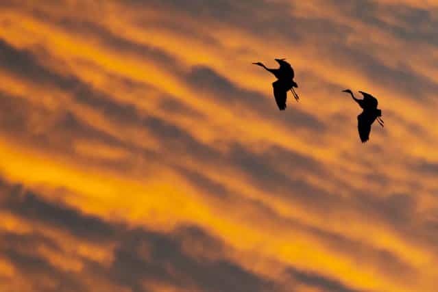 Migrating cranes fly together during sunset near Straussfurt, Germany, November 25, 2012. (Photo by Jens Meyer/Associated Press)