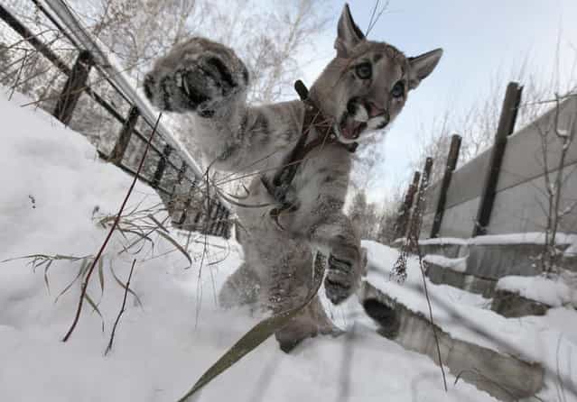 Ice, a 5-month-old North American Puma female cub, plays in the snow at the Royev Ruchey Zoo in a surburb of Russia's Siberian city of Krasnoyarsk November 20, 2012. (Photo by Ilya Naymushin/Reuters)