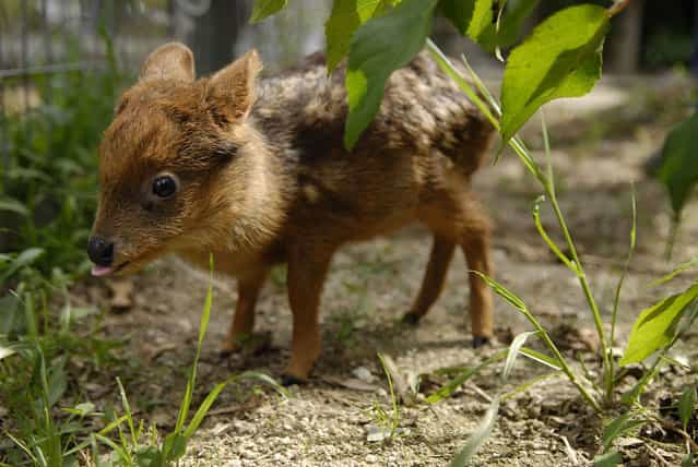 An one month old baby Pudu deer grazes in an artificial environment at an University in Concepcion city, south of Santiago, November 12, 2012. The Pudu, the world's smallest deer, was found orphaned in a forest close Concepcion city and inhabits exclusively in southern Chile and part of Argentina. The species is currently in danger of extinction. (Photo by Jose Luis Saavedra/Reuters)
