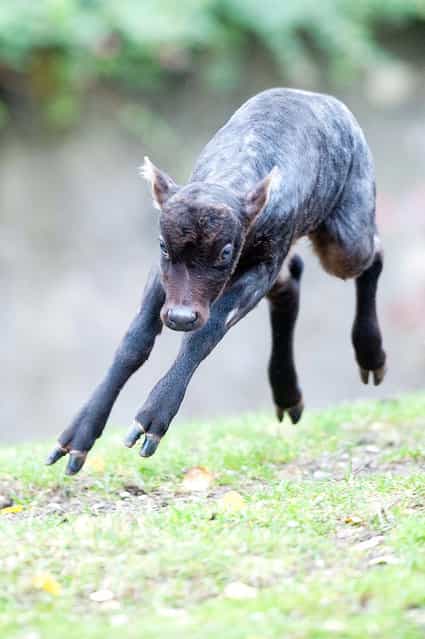 A young anoa, also known as midget buffalo, named Tycoon runs around at the Zoo in Berlin, Germany, on November 9, 2012. (Photo by Maurizio Gambarini/EPA)