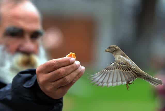 A man feeds a sparrow in the garden of El Prado museum in Madrid on November 16, 2012. (Photo by Dominique Faget/AFP Photo)