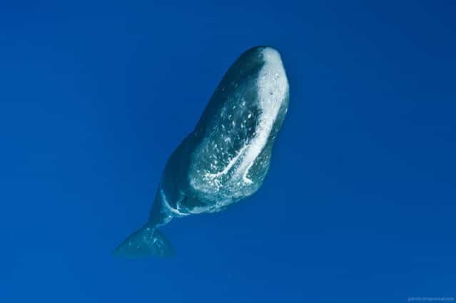 [Sperm whale hanging vertically in the water column, Ogasawara Islands, Japan. Despite being part of what is called [charismatic mega-fauna] sperm whales are hardly photogenic. They appear like some sort of rocks or even asteroids ridden with [craters] – scars from giant squid tentacles acquired during violent battles at the extreme depths of the ocean. In this photo whale is hanging vertically in the water, and I'm positioned above him. For someone not familiar with the subject it might not be easy to figure out that they are looking at! It is quite challenging to make good pictures of sperm whales which will have broad audience appeal]. (Alexander Safonov)