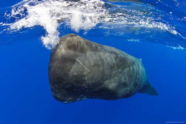 [Sperm whale getting closer to camera, Ogasawara Islands, Japan. As living submarine gets closer he is starting to use sonar to scan my body to understand what I'm – experience comparable to the one of standing next to the very powerful sub-woofer in dance club ! ^_^]. (Alexander Safonov)