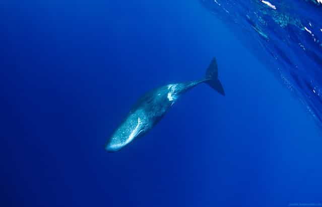 [Sperm whale taking the plunge, Ogasawara Islands, Japan. Sperm whale diving cycle lasts for about one hour, with ~45 minutes spent underwater, at extreme depths up to 1000m while hunting for giant squid and octopus – and only 15 minutes on the surface. For us it's only possible to see them during this short time period – and it's necessary to use hydrophone to locate rendezvous points. Hydrophone allows to capture sounds whales make even at extreme depths – pointing to the area where whale is going to surface]. (Alexander Safonov)