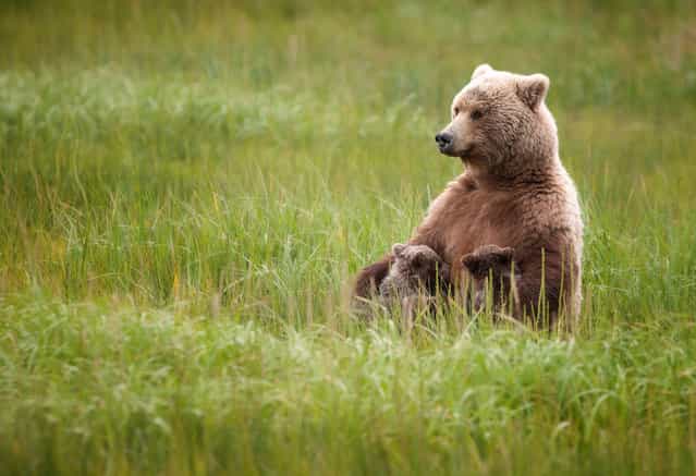 [Nursing Mama: This female brown bear came into the Lake Clark National Park area in late July with her triplet Spring cubs and seemed quite relaxed as she sat nursing two of her cubs]. (Photo and comment by Ruth Steck/National Geographic Photo Contest via The Atlantic)