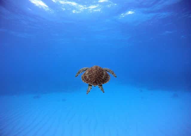 [Swimming with a Turtle: After observing this turtle, I swam with him for a few minutes]. (Photo and comment by John Peterson/National Geographic Photo Contest via The Atlantic)