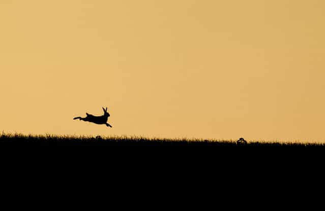 [Leaping Hare at Sunset: For a couple of weeks a year the sun sets over this hill near where I live. I knew the field was favored by a few hares and had previously photographed them on this ridge with the sun setting behind. For this particular image I had been tracking this individual hare as it wandered along the ridge and was set up to capture it as it leaped in the air]. (Photo and comment by Kevin Sawford/National Geographic Photo Contest via The Atlantic)