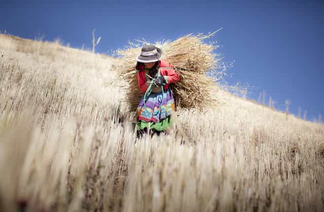 [Luzmila: Luzmila, 12 years old, carries to her house the barley that she harvested by herself on her family's little farm situated on the mountain behind their house in a rural village in the Andes Mountains called Sotopampa, in Peru. Once a year, they harvest the barley and then they consume it during the following year. In these communities of indigenous peoples, children work helping their families. It is very hard for the government to maintain a balance between child labor laws and the ancient traditions of these populations that include some difficult tasks for kids]. (Photo and comment by Alejandro Kirchuk/National Geographic Photo Contest via The Atlantic)