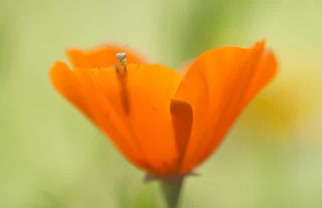 [Hello World!: A tiny mantis larva in an American poppy flower]. (Photo and comment by Fabien Bravin/National Geographic Photo Contest via The Atlantic)