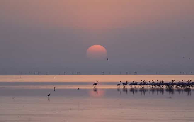 [Early Morning Sunrise Flamingo: Lake Manyara, Tanzania – early morning game drive]. (Photo and comment by Sheila Jones/National Geographic Photo Contest via The Atlantic)
