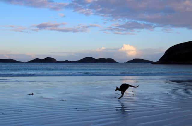 [Lucky Bay: Beautiful Lucky Bay in Esperance, Western Australia, is home to many kangaroos. Not only is the turquoise water and white sand a sight to see but at sunset the kangaroos bounce their way across the sand looking for dinner]. (Photo and comment by Mandy Wilson/National Geographic Photo Contest via The Atlantic)