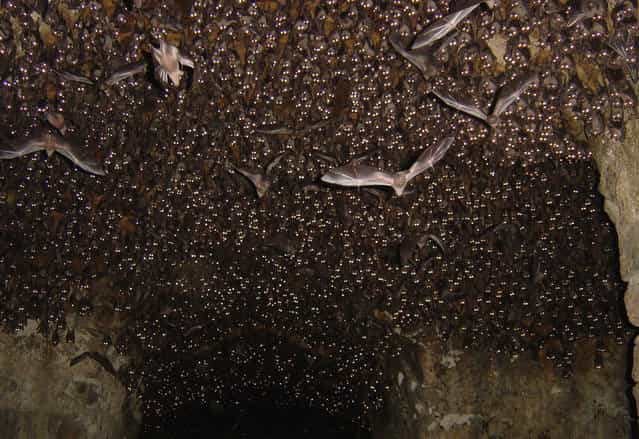 [Bats at Golconda Fort: This is the third shot with a flash, waking all of the bats up and seeing them all stare at the camera]. (Photo and comment by Bill Thoet/National Geographic Photo Contest via The Atlantic)