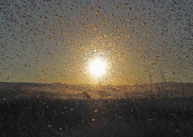 [Locusts: I've always wondered if a [plague of locusts] could block out the sun. They come close]. (Photo and comment by Anthony Mercer/National Geographic Photo Contest via The Atlantic)