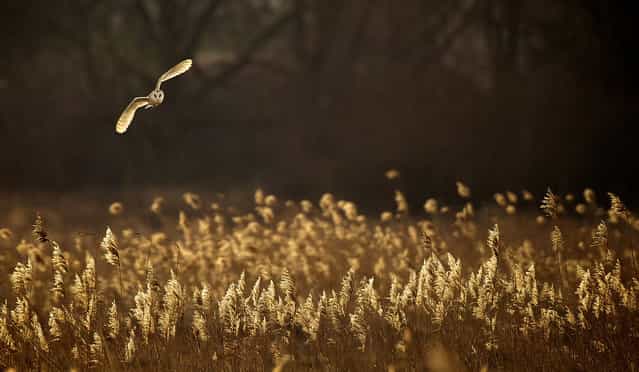 [Hunting at Dusk: A wild barn owl hunting over the Norfolk reeds, the evening light lit up the owl and the reeds to give them both the same colour and warmth]. (Photo and comment by Mark Bridger/National Geographic Photo Contest via The Atlantic)