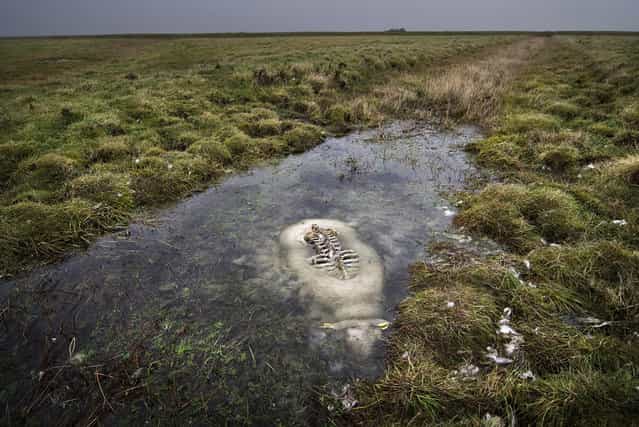 [Immersion: The sheep drowned while trying to cross a small canal in the meadow-swamp [Tøndermasken], in southern Jylland in Denmark. Birds had eaten every part above the surface, and everything under was left totally untouched]. (Photo and comment by Johannes Bojesen/National Geographic Photo Contest via The Atlantic)