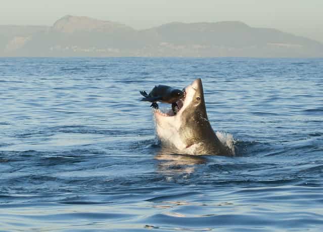 [The Great Escape: During a lovely morning in July I was out photographing Great White Sharks in False Bay, South Africa. We had two days when the sea was so still you could barely see a ripple]. (Photo and comment by Tonya Herron/National Geographic Photo Contest via The Atlantic)