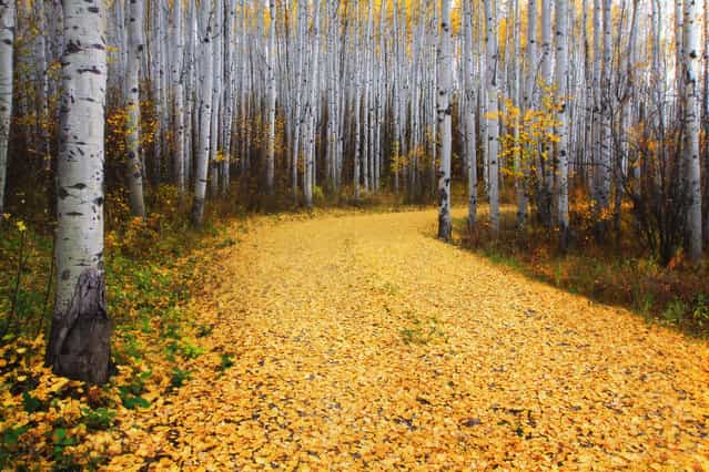 [Golden Road: A glorious road of gold through the aspen woods of Snowmass, Colorado]. (Photo and comment by Ron Azevedo/National Geographic Photo Contest via The Atlantic)